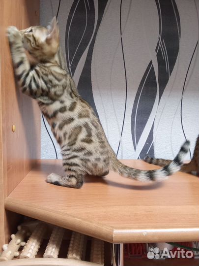 Бенгальские котята