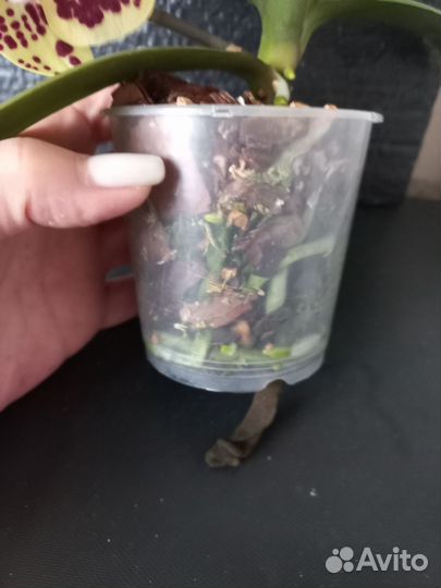 Орхидея фаленопсис