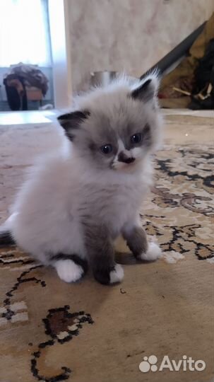 Отдам в добрые руки