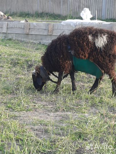 Гисарские овцы