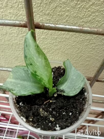 Комнатные цветы