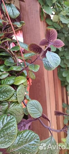 Плектрантус (домашняя мята)