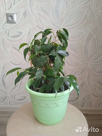 Фикус бенджамина