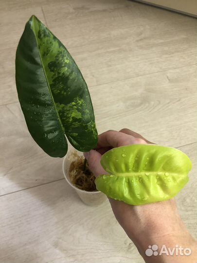 Комнатные растения