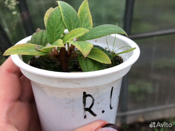 Гортензия ред леди