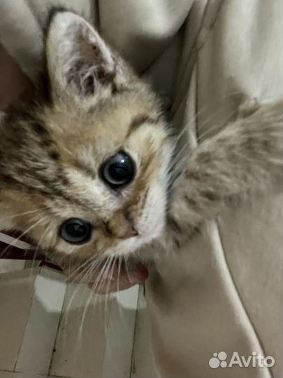 Британская вислоухая кошка