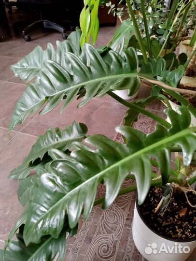 Филодендрон Narrow Escape