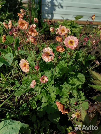 Садовые цветы