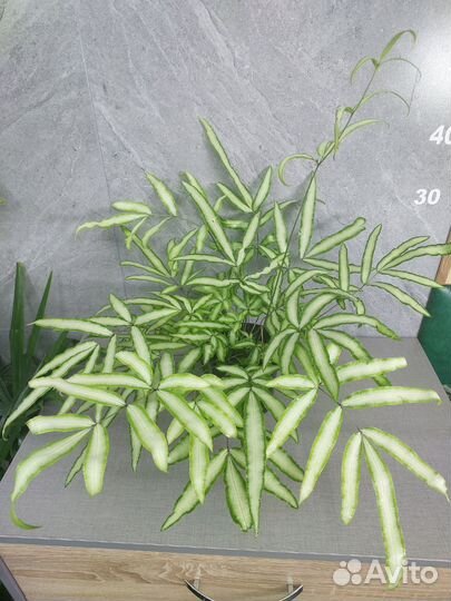 Папоротник птерис