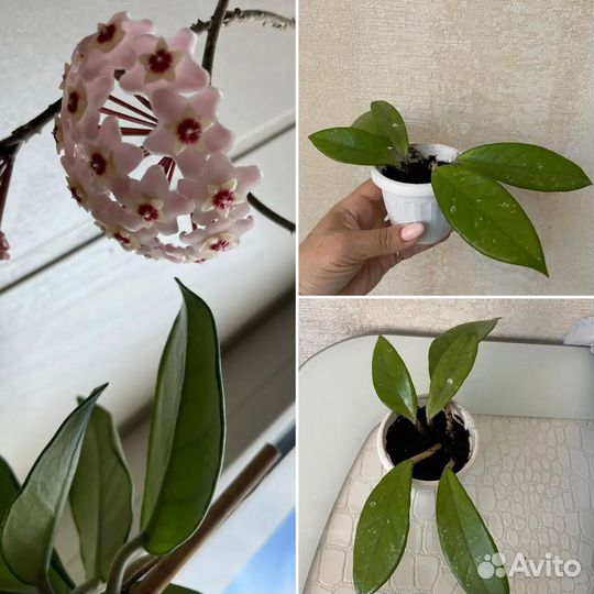 Хойя карноза