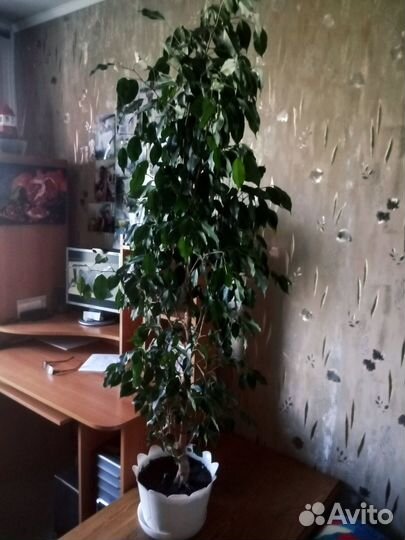 Продам Фикус Бенджамина