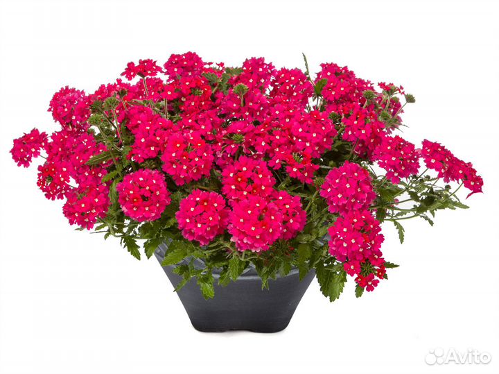 Рассада цветов