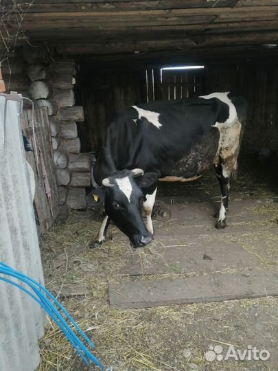 Корова высокоудойная