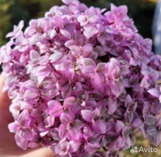 Каллизия розовая пантера