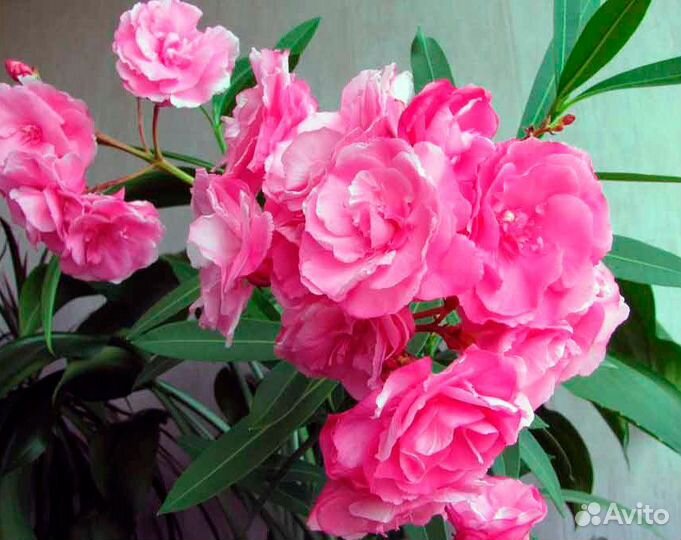 Олеандр семена