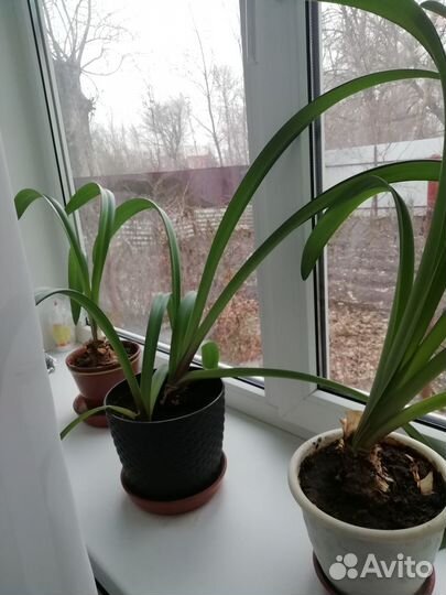 Комнатные цветы лилии и алоэ и горшки