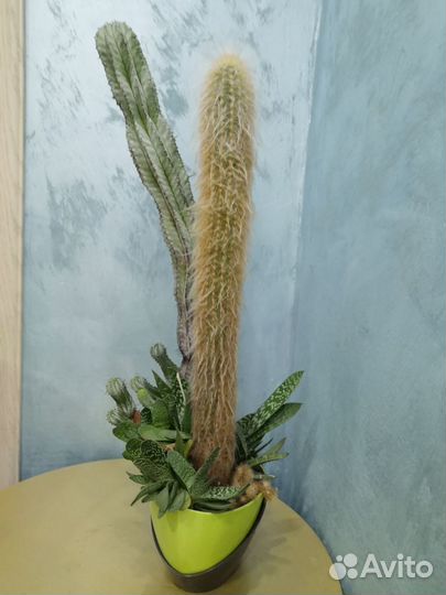 Кактусы и суккуленты