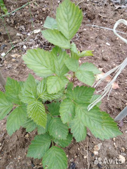 Инжир, малина, земляника,ежевика, мята