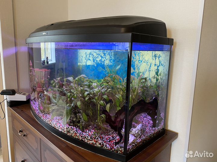 Аквариум Aquael с поющей сомихой