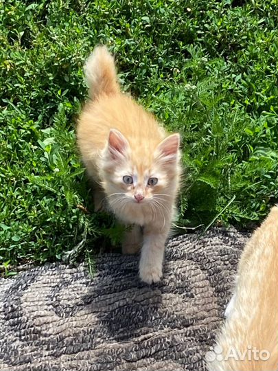 4 рыжих котенка бесплатно