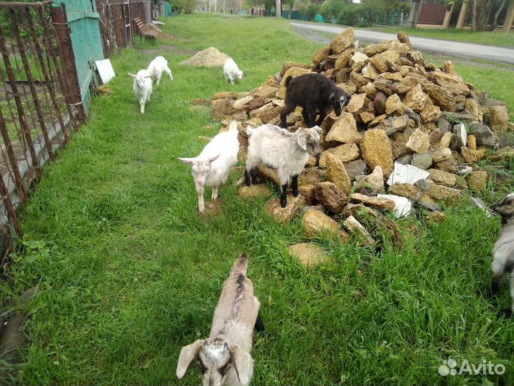 Продаются козлята