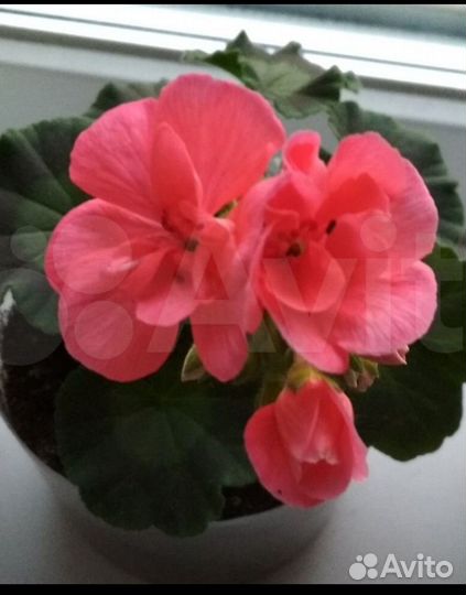 Пеларгония