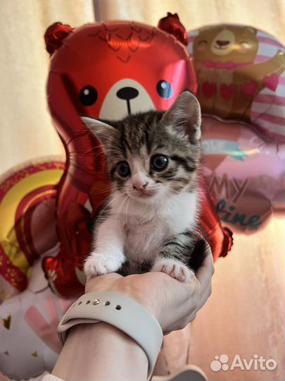 Шотланский котенок