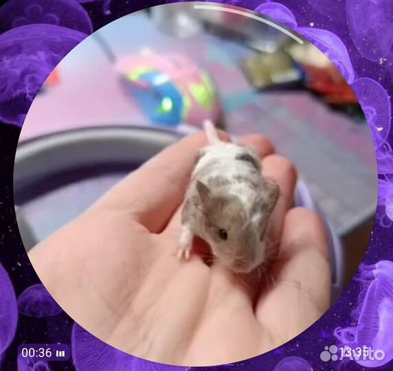 Сатиновые мышки