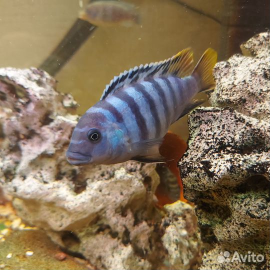 Малавийские цихлиды и корма