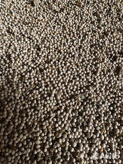 Горох кормовой