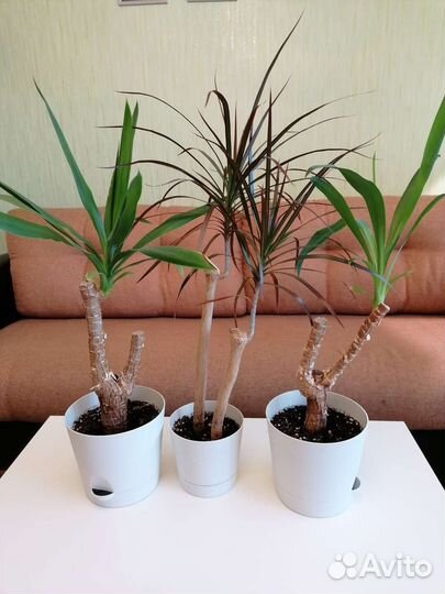 Юкка, драцена