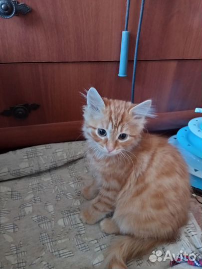 Рыжий котенок мальчик
