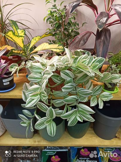 Комнатные растения, Кротон