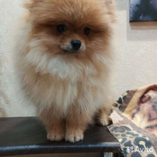 Моника