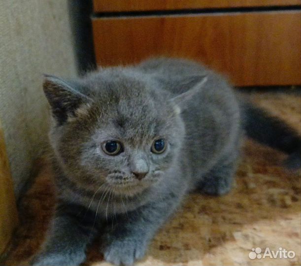 Британские котята