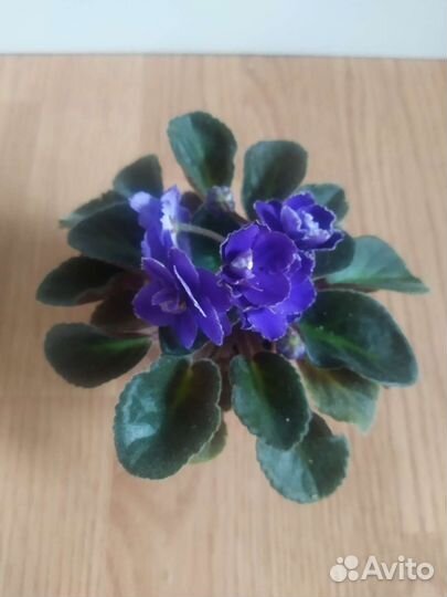 Синие фиалки