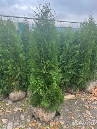 Туя смарагд 150 см