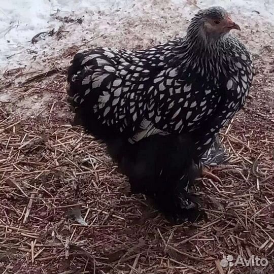 Домашние яйца