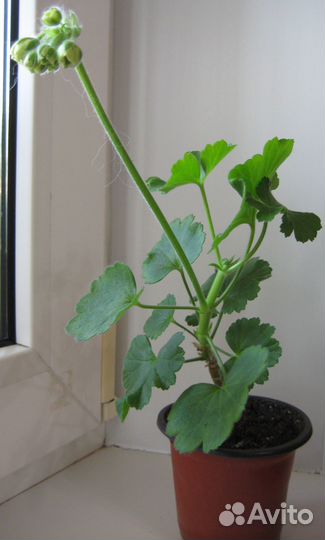 Черенок Пеларгония Ludwigsburger Flair