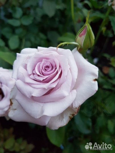 Роза чайно-гибридная Ocean Song/Оушен Сонг