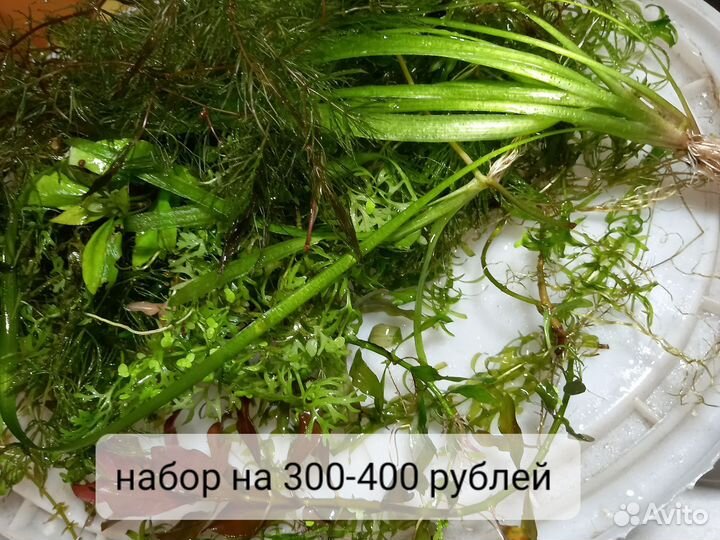 Растения для аквариума