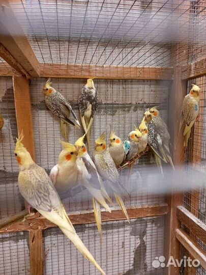 Попугай Карелы