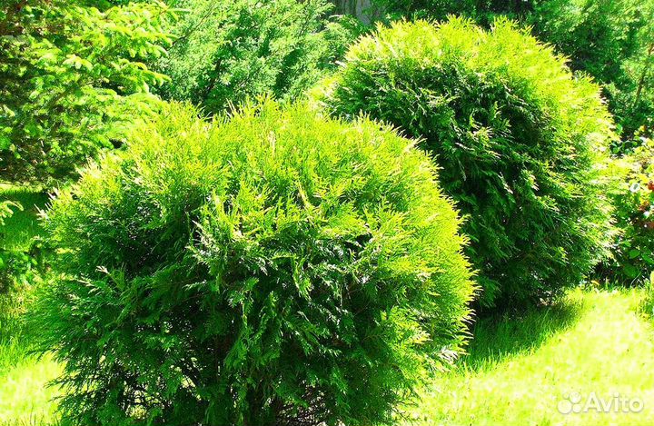 Туи премиум