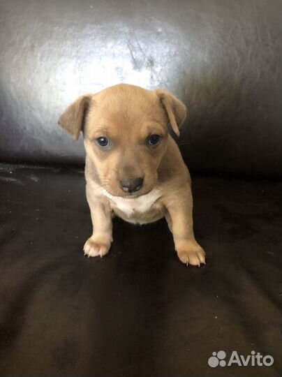 Собаки щенки