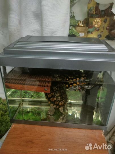 Черепахи, аквариум