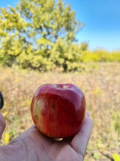 Участок 2,2 га (СНТ, ДНП)