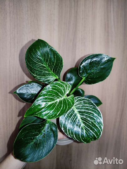 Филодендрон Биркин, Гигантум