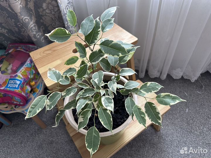 Фикус Бенджамина