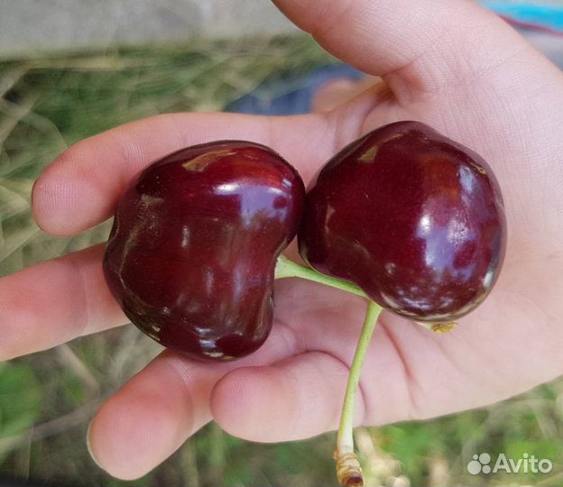 Саженцы черешни оптом всл-2