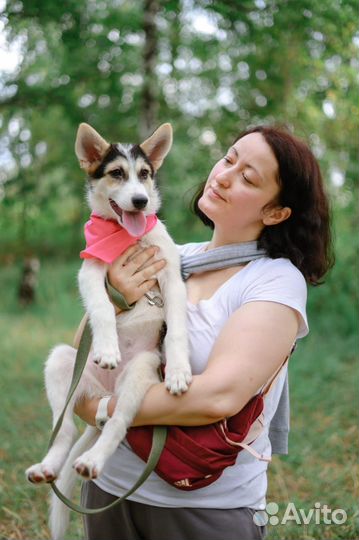 Щенок попала в приют, ищет дом